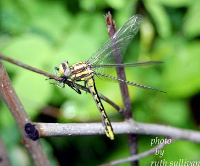 Pronghorn Clubtail