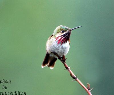 Calliope Hummingbird(male)