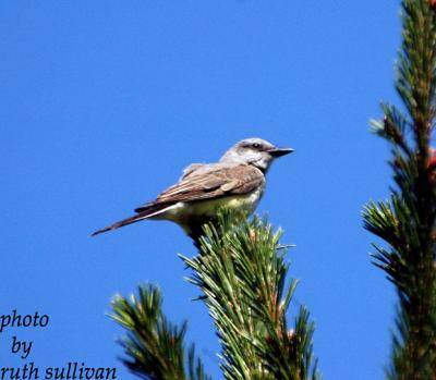 Western Kingbird