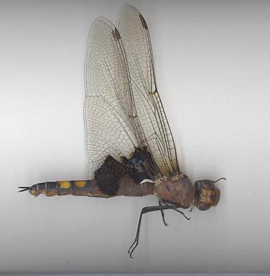 Black Saddlebags