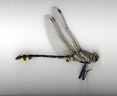 Columbia Clubtail(male)