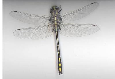 Columbia Clubtail(male)