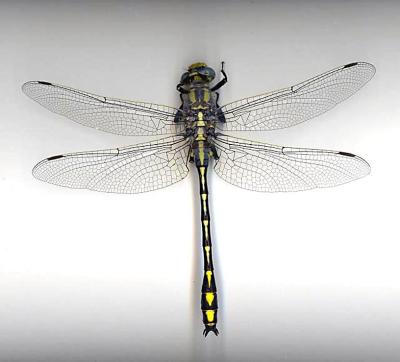 Columbia Clubtail(male)