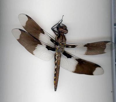 Eight-spotted Skimmer(female)