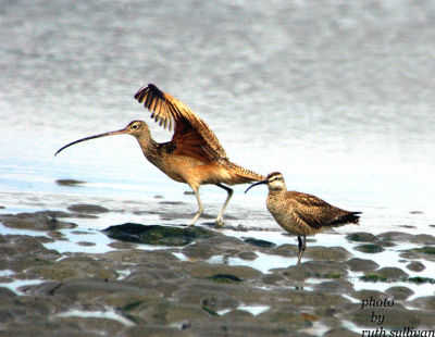 Long-billed Curlew(adult with smaller and browner Whimbrel)
