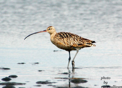 Long-billed Curlew(adult)