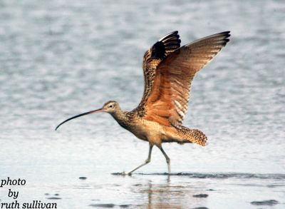 Long-billed Curlew(adult)