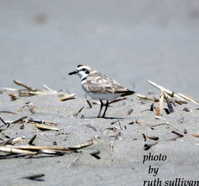 Snowy Plover