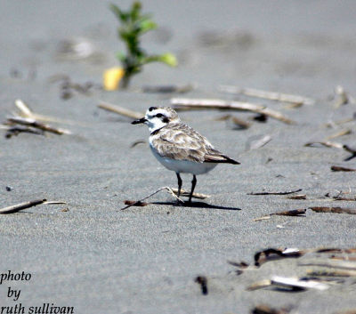 Snowy Plover