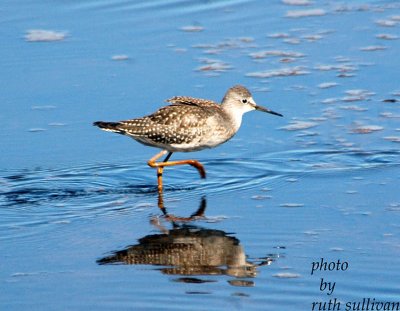 Lesser Yellowlegs