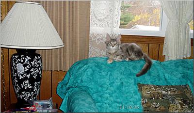 g4/14/350914/3/52086737.innocentcat.jpg