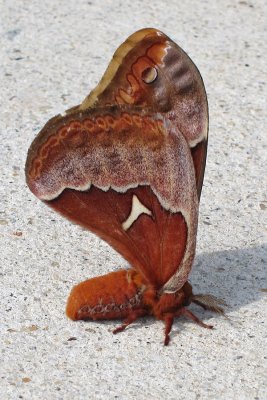 Tuliptree silkmoth