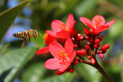 IMG_3861c.jpg