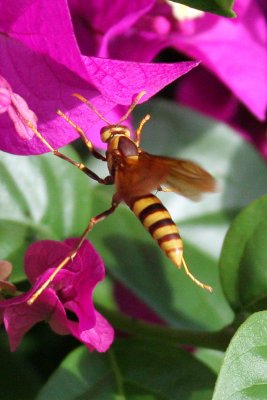 IMG_3912-wasp.jpg