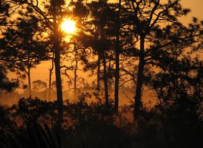 morning-mist.jpg