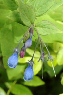 Blueberry Flower