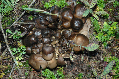 Horse Turd Mushrooms
