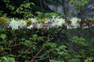 Branch Greenery