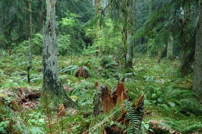 Lots of Ferns