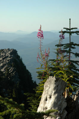 Fireweed and Little Pilchuck