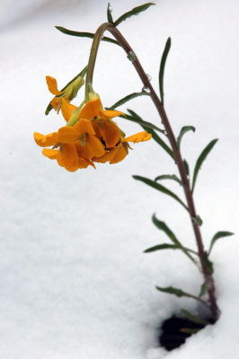 Flower in the Snow