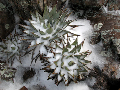 Snowy Cactus