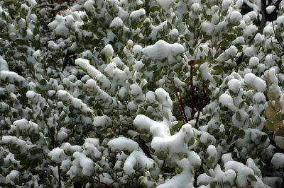 Snowy Leaves