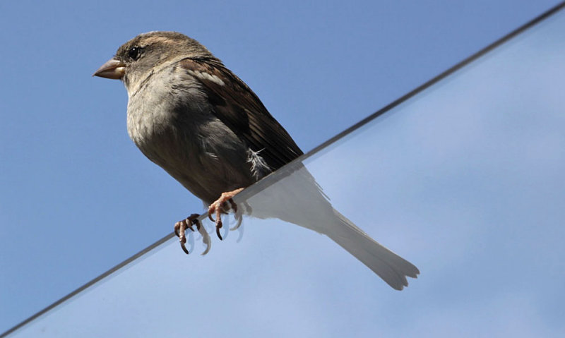 Mus (Passer Domesticus)