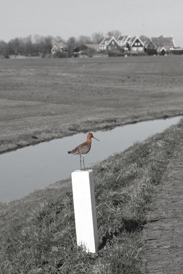 GRUTTO  LIMOSA LIMOSA