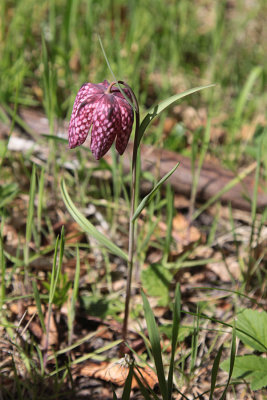 Kievitsbloem  (Fritillaria meleagris)