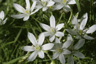 Ornithogalum umbellatum - Vogelmelk