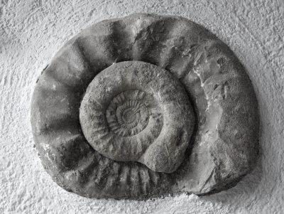 A fossil as wall decoration