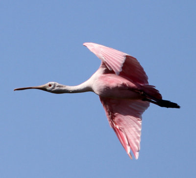 aIMG_6085.jpg