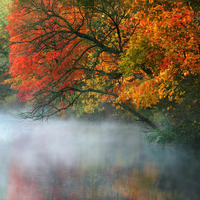 Autumn fog