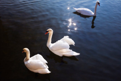 Swan
