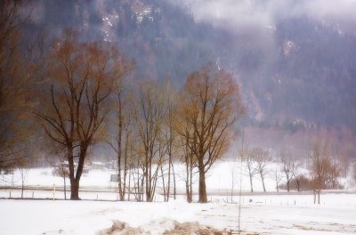 Trees by the mountain