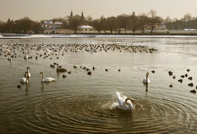 Swan lake