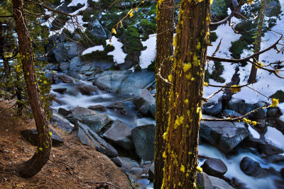 Creek & trees