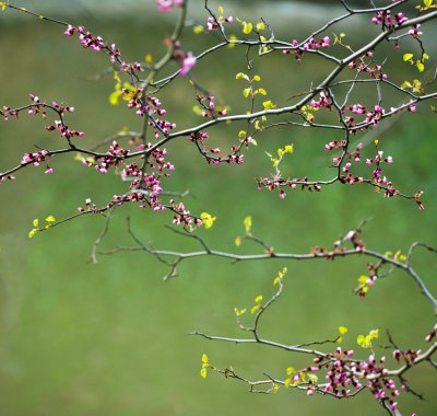 Redbuds