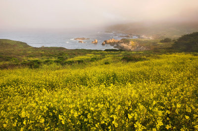 Blooming by the sea