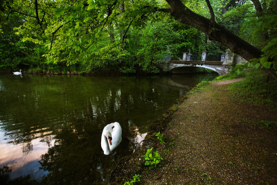 Swan lake
