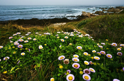 Blooming by the sea