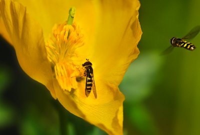 Bumblebee & flower