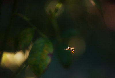 Bumblebee
