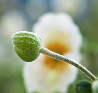 Flower & bud