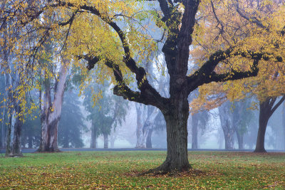 The autumn tree