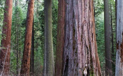 Sequoia woods