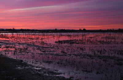 Wetland sunset