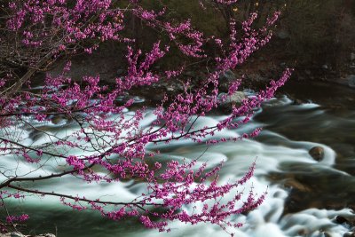 Redbuds and flow
