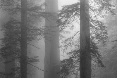 Foggy woods